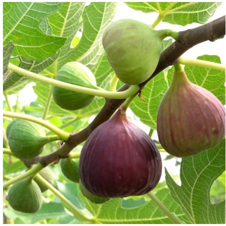 HẠT GIỐNG SUNG MỸ (SUNG NGỌT)