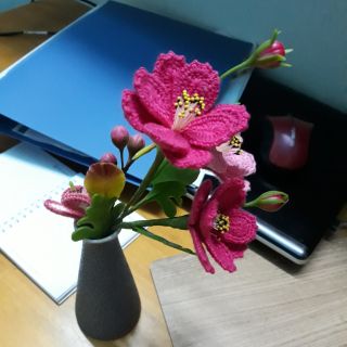 Nụ hoa sao nhái, lá sao nhái