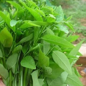 Hạt giống rau ngót, rau bồ ngót (gói to 1gr, gói nhỏ 0.5gr nhiều hạt)