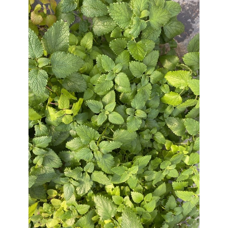 BẠC HÀ CHANH SẢ (LEMON BALM)