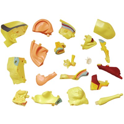 MÔ HÌNH GIẢI PHẪU 4D TAI NGƯỜI