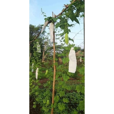 Túi 15x30  Bọc Khổ Qua, Dưa Leo