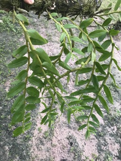 Hoàng thảo vôi