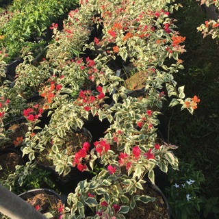 Hoa giấy Cẩm thạch màu vàng cam siêu hoa