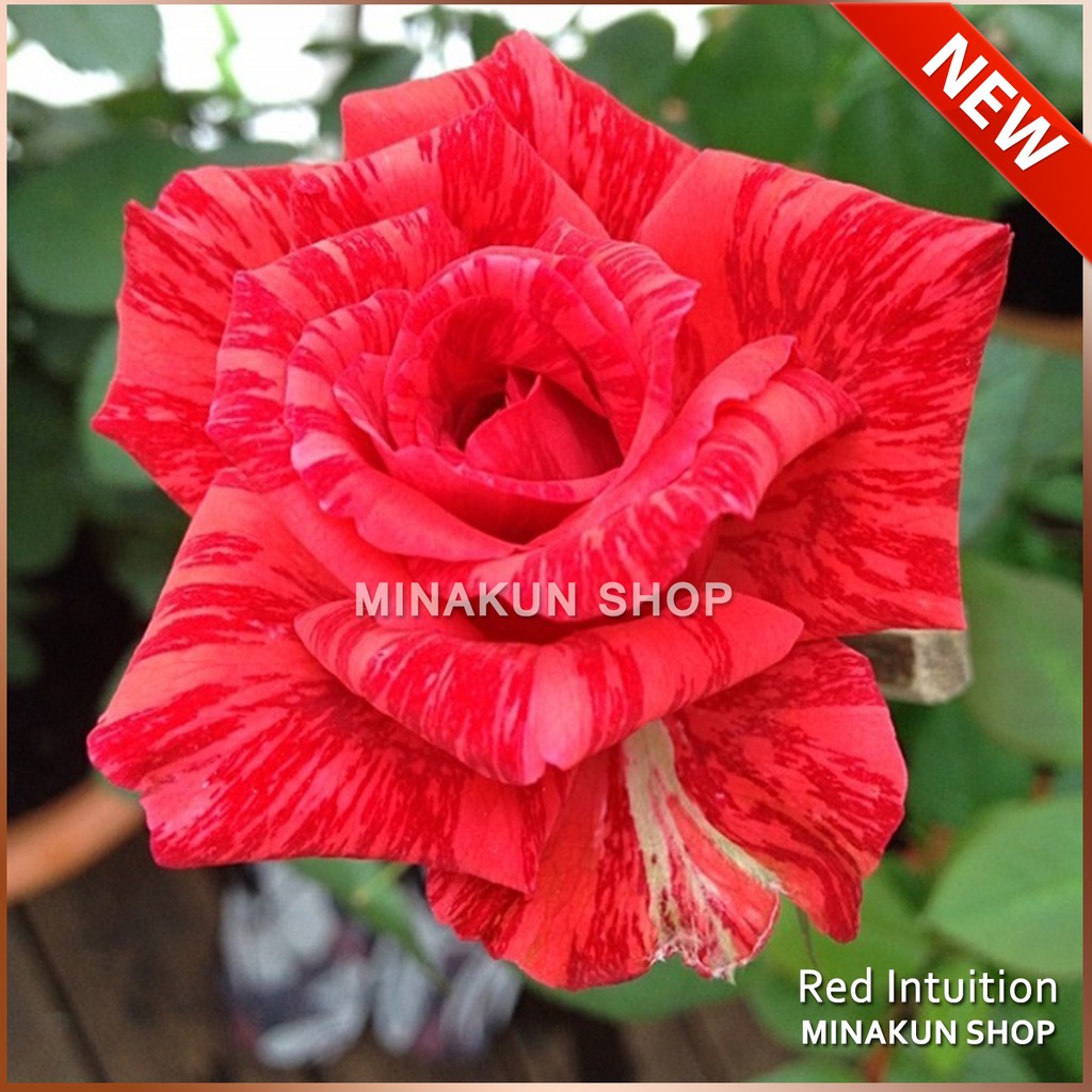 Hoa hồng ngoại Red Intuition đỏ sọc MinaKun Shop