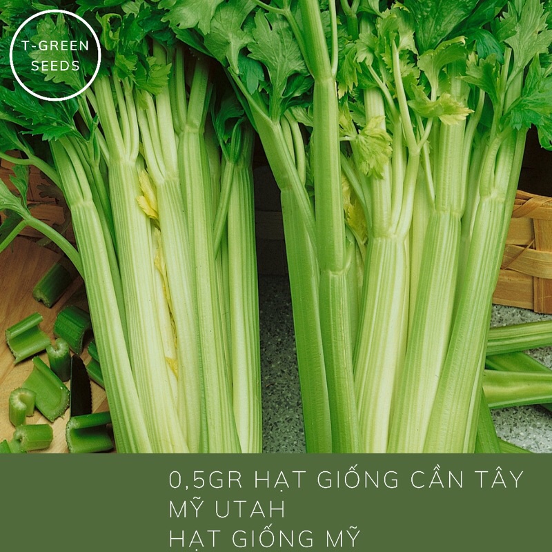(Hạt giống nhập Mỹ) 1000 hạt giống cần Tây Utah bẹ to ép nước siêu thơm