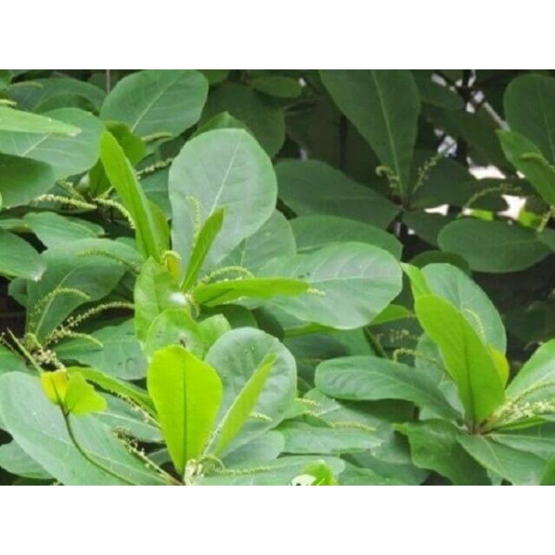1kg lá bàng tươi đẹp