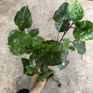 Cây bụt hồng hoa kép, chiều cao 35cm sức sống mãnh liệt phát triển tốt, tán sum suê thích hợp trang trí cảnh quan