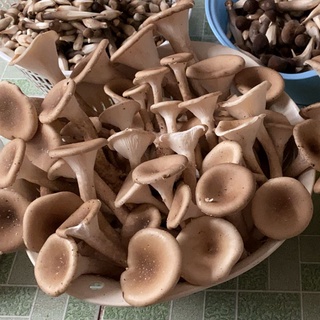Nấm Chân Dài (Nấm Bụng Lợn) 500gr