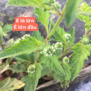 É lá lớn- é lớn đầu- ship 7 ngày