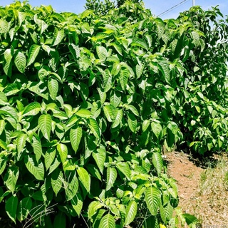 10 Cây giống Chè Khổng Lồ