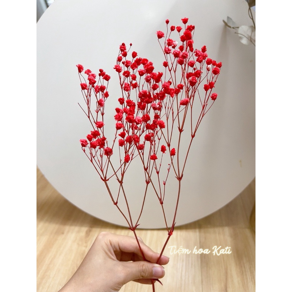 Hoa baby khô Quà tặng hoa khô Hoa Decor trang trí