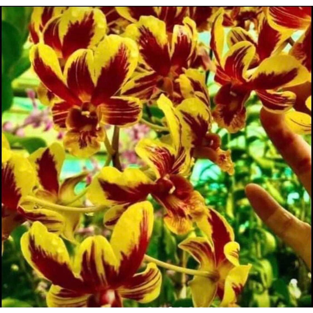 HOA LAN NẮNG CỜ ĐỎ XỔ 5%