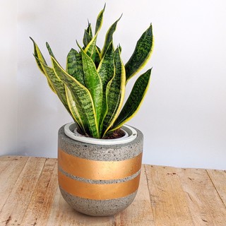 Cây lưỡi hổ thái lùn viền vàng chậu nhựa