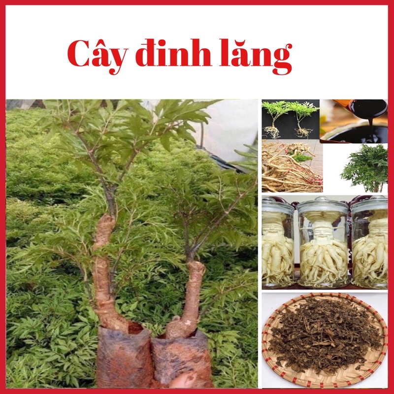 Cây đinh lăng lá nếp cao 15-30 cm dùng lấy lá và củ ( ảnh thật hình cuối)