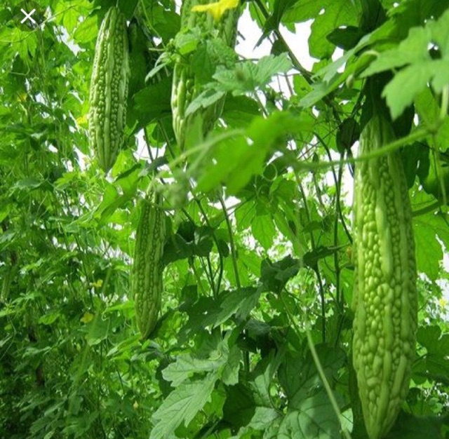 Hạt giống Khổ Qua Mướp Đắng F1