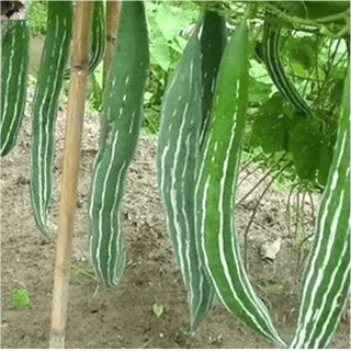 Hạt giống Mướp rắn
