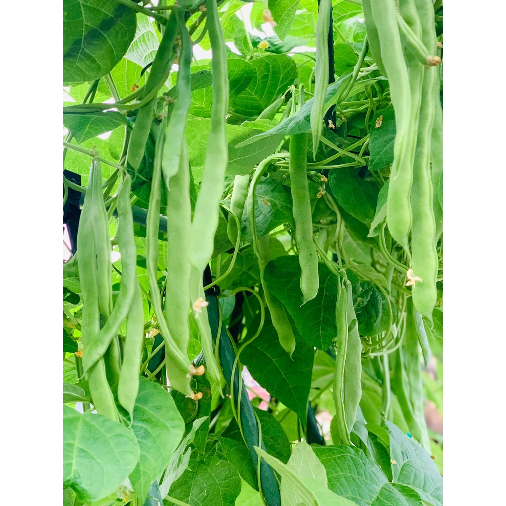 Hạt giống đậu cove xanh Northeaster - loai đậu cove ngon nhất