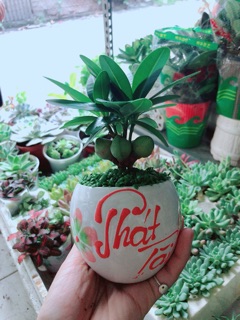 Chậu Cây May Mắn Phát Tài