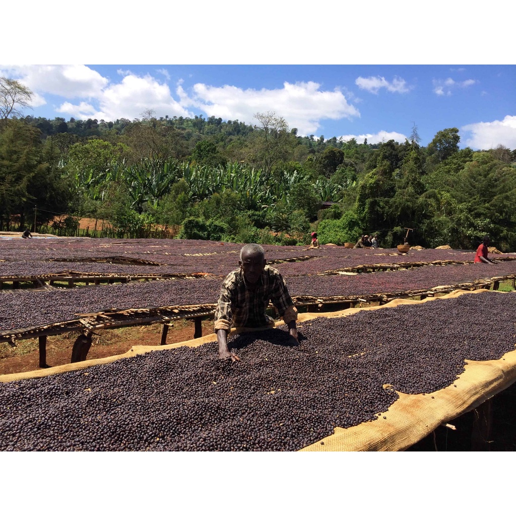 Cà phê hạt nguyên chất Arabica Ethiopia G4 Sidamo (dùng cho pha máy Espresso/Pour over)