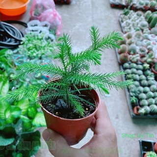 Chậu Tùng Bách Tán