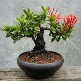 Hoa Trang bonsai mini