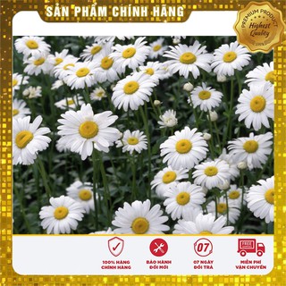 Hạt Giống Hoa Cúc Chi Trắng (50 hạt)