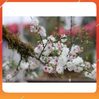 [BÁN CHẠY] BẦU CÂY GIỐNG NHẤT CHI MAI