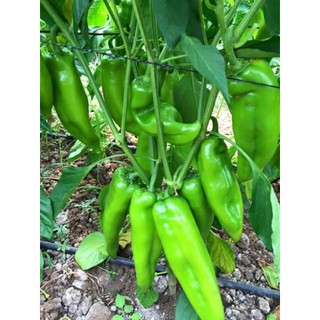 [Big Sale] (100 hạt) Hạt giống ớt sừng trâu