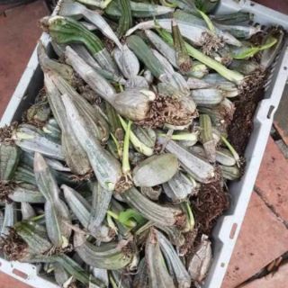Combo 3 Củ hoa bầu rượu