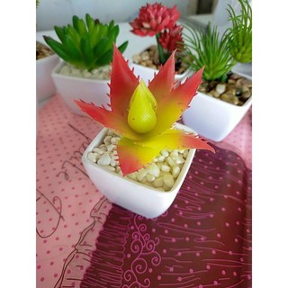 Cây mini để bàn(cây giả?