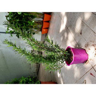Cây hương thảo (freeship)