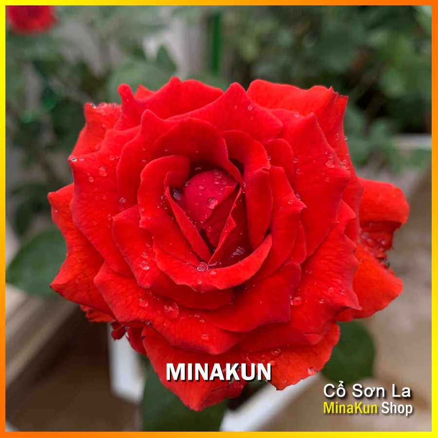 Hoa hồng cổ Sơn La đỏ nhung cực đẹp (leo) - MinaKun Shop