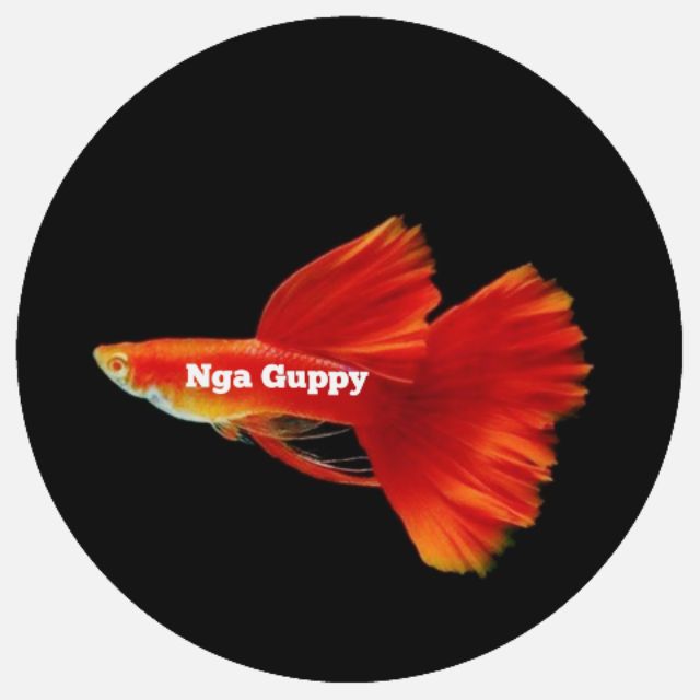 Shop Nga Guppy