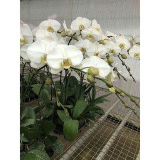 hồ điệp đại ccos 3.5, hàng đài loan