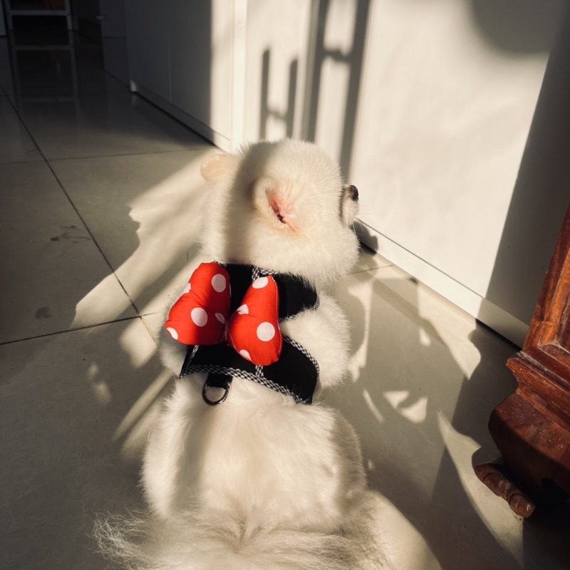 Áo dắt phiên bản Mickey chó mèo
