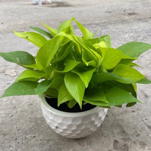 Trầu bà thái vàng/neon pothos