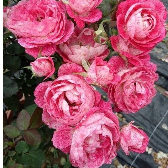 Hoa hồng ngoại Lady Candle rose hồng sọc trộn trắng – Vẻ đẹp lôi cuốn mọi người yêu hoa - Vườn Hoa Melinhrose