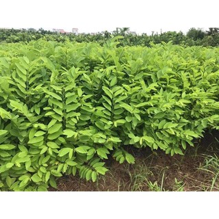 NA thái tứ quí