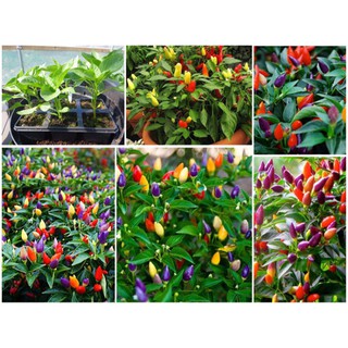 Hạt giống ớt ngũ sắc (ớt kiểng) nhập khẩu-  chuyên dụng.