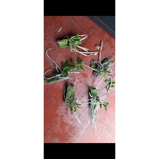 Trầm trắng bảng