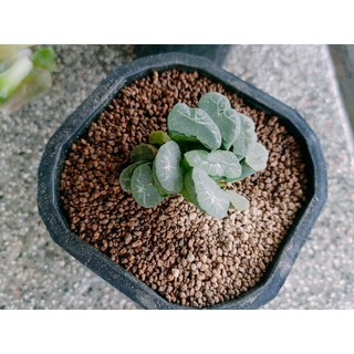 Sen đá Haworthia truncata