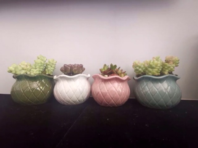 Chậu cây mini siêu xinh ạ combo theo hình