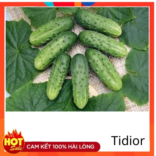 Tidior-Hạt Giống Dưa Chuột  F1 Dễ Trồng, Giòn Ngọt 1gr-HDC01