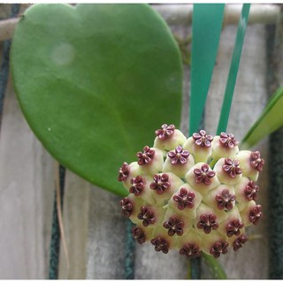 1 chậu 1 cây lan cẩm cù lá tim (tặng phân dê)