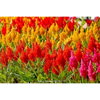 Bộ 1 gói hạt giống hoa mào gà lửa.