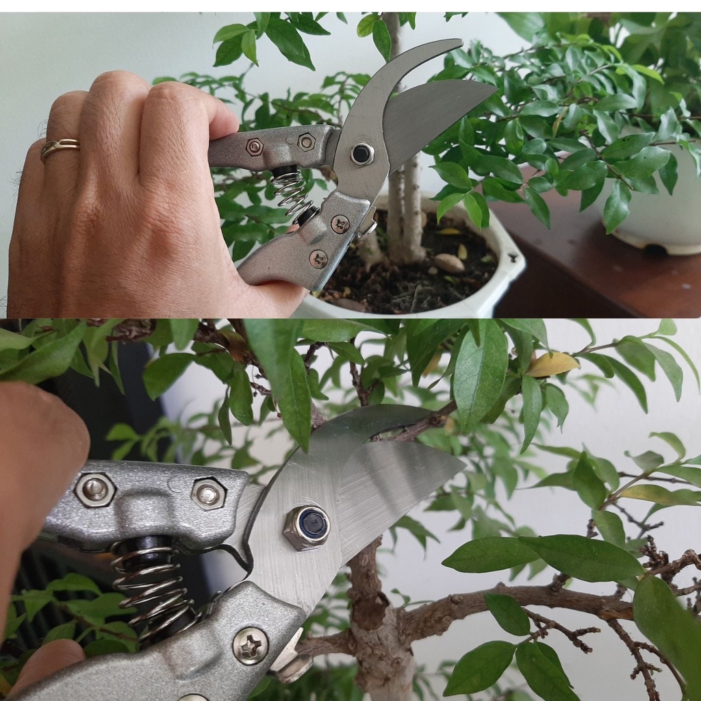 Kéo cắt cành Sada thép SK5 lưỡi siêu bén từ thép SK5 dùng cắt tỉa cành cây bonsai, cây cảnh, cây ăn trái