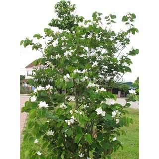 cây Hoa Ban Trắng giống (cây móng bò)