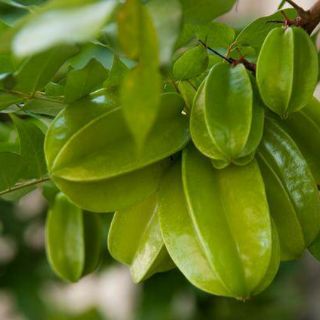 Cây 🌲 khế Thái.... đang trái
