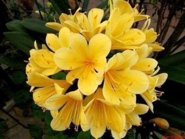 Hoa Lan Quân Tử Siêu Đẹp